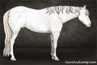 Horse Color:White Spotted Perlino Snowcap 