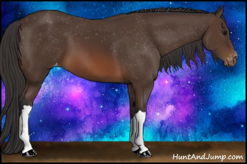 Horse Color: Bay Blanket 