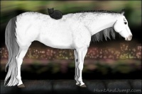 Horse Color:White Spotted Black Splash 