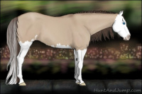 Horse Color:Classic Champagne Dun Splash 