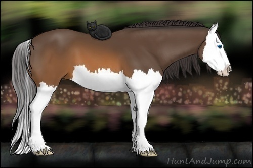 Horse Color: Buckskin Splash 