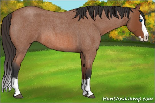 Horse Color: Bay Roan Splash 
