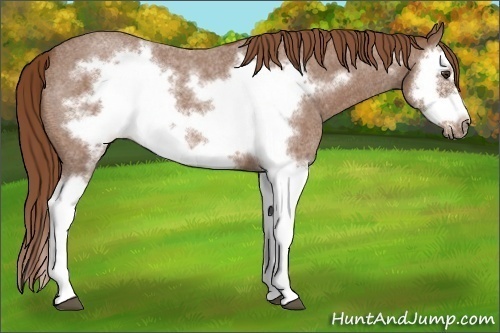 Horse Color: Red Roan Splash Frame 