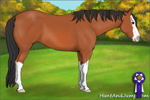 Horse Color: Bay Splash 