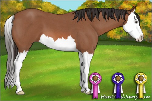 Horse Color: Bay Roan Splash 