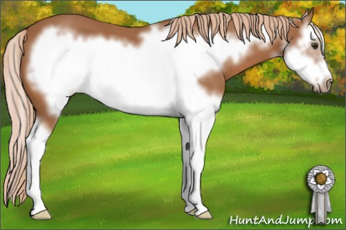 Horse Color: Chestnut Splash Frame 