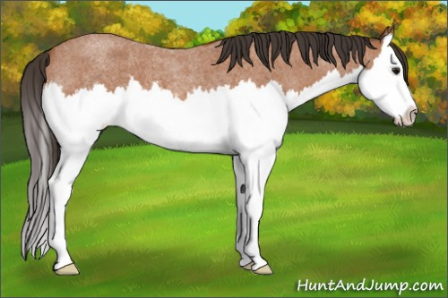 Horse Color: Bay Roan Splash 