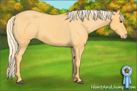 Horse Color:Palomino Appaloosa