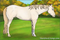 Horse Color:Buckskin Pearl Dun 