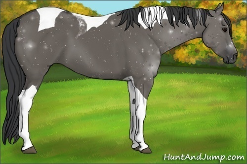 Horse Color: Grullo Tobiano 