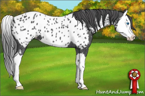 Horse Color: Blue Roan Splash Near Leopard 