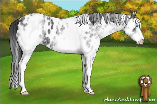 Horse Color: White Spotted Black Splash Near Leopard Rabicano 