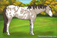 Horse Color:Liver Red Dun Sabino Appaloosa 