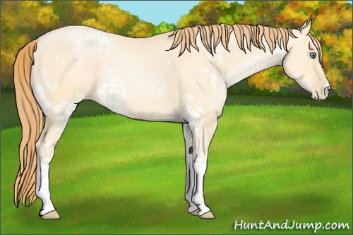 Horse Color: White Spotted Smoky Grullo Pearl 