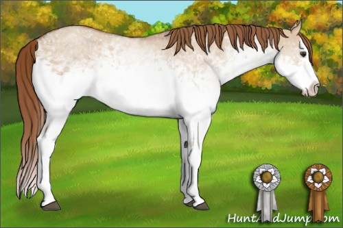 Horse Color: White Spotted Red Dun Splash 