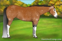 Horse Color:ERROR: UNKNOWN ANOMALY