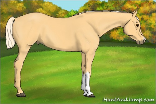 Horse Color:Palomino