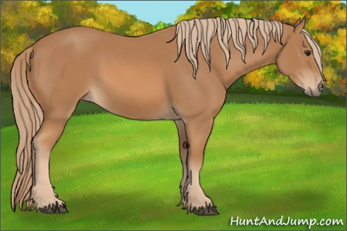Horse Color: Chestnut 