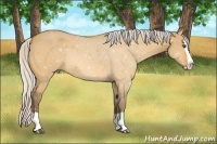 Horse Color:Silver Buckskin Dun Splash 