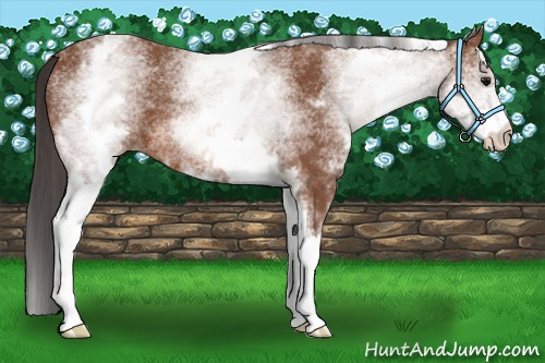 Horse Color: White Spotted Bay 