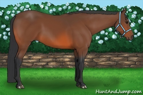 Horse Color: Bay Sabino 