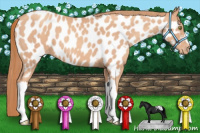 Horse Color:Gold Champagne Appaloosa