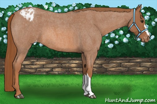 Horse Color: Red Roan Blanket 
