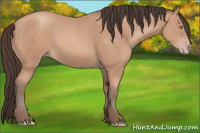 Horse Color:Amber Champagne