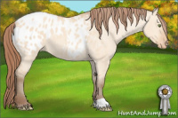 Horse Color:Amber Champagne Dun Appaloosa 