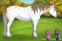 Horse Color:Buckskin Splash Frame Appaloosa 