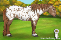 Horse Color:Gray Red Dun Near Leopard