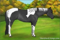 Horse Color:Black Tobiano Rabicano 