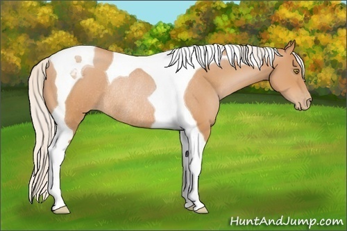 Horse Color: Silver Bay Pearl Tobiano Rabicano 