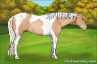 Horse Color:Silver Bay Pearl Tobiano Rabicano 