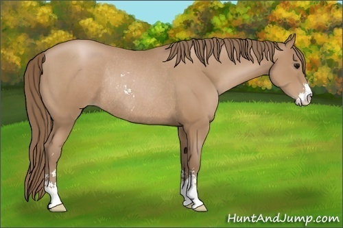 Horse Color: Black Pearl Sabino Rabicano 