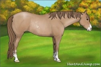 Horse Color:Black Pearl Sabino Rabicano 