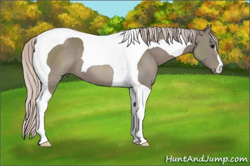 Horse Color: Silver Black Tobiano 