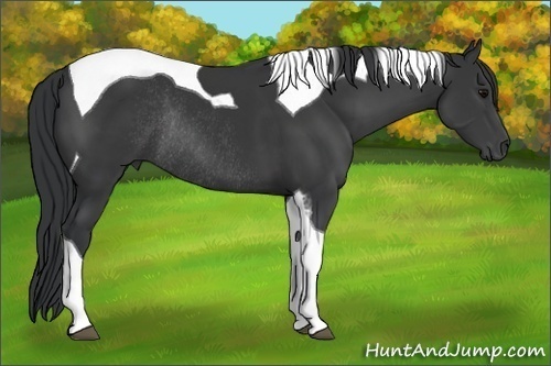 Horse Color: Black Tobiano Rabicano 