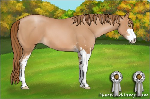 Horse Color: Bay Pearl Sabino 