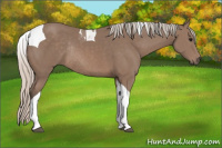 Horse Color:Silver Black Sabino Tobiano Rabicano 