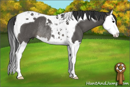 Horse Color: Black Splash Tobiano Rabicano 