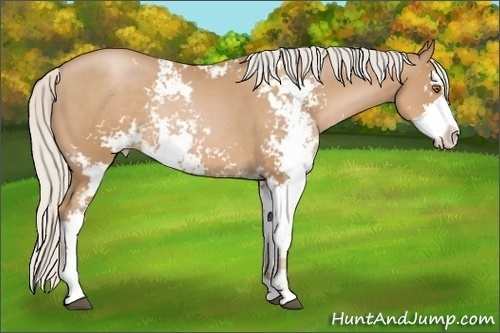 Horse Color: Silver Black Pearl Sabino Rabicano 