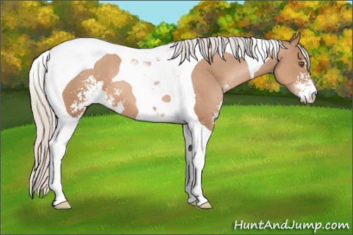 Horse Color: Silver Black Pearl Sabino Tobiano 