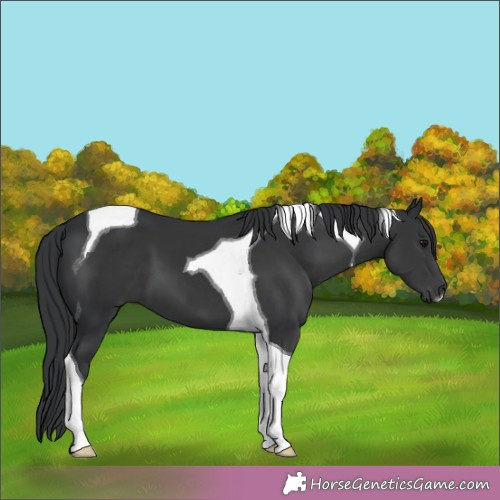 Horse Color: Black Tobiano 