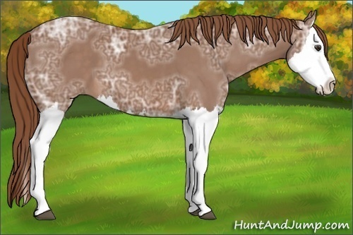 Horse Color: Chestnut Ice Splash 