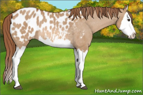 Horse Color: Red Dun Splash Blanket Rabicano 