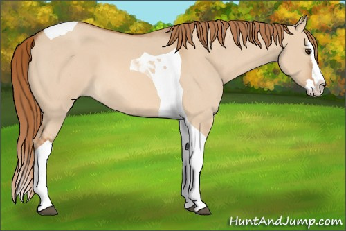 Horse Color: Red Dun Roan Splash Tobiano 