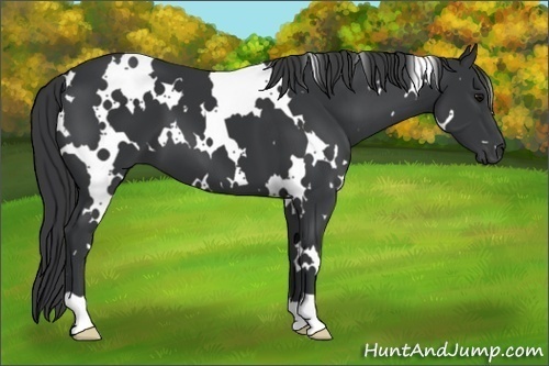 Horse Color: White Spotted Black 