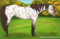 Horse Color:Bay Roan Dun Appaloosa 