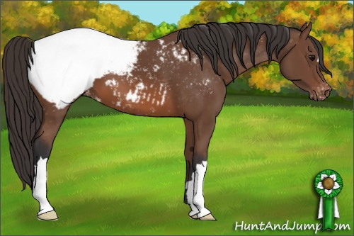 Horse Color: Bay Snowcap 